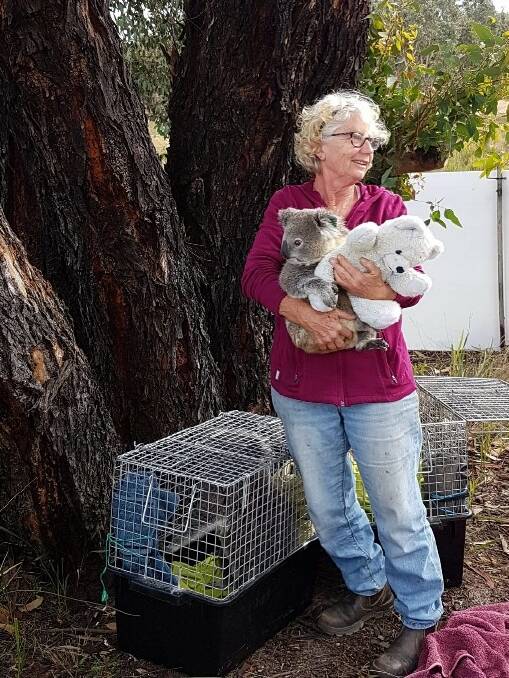 Sue Brookhouse with Junior, a rescue koala ready to be released. Picture supplied