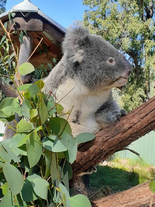 Koala Bucky, who was found in Bathurst with a broken leg, and came into care with Sue Brookhouse. Picture supplied