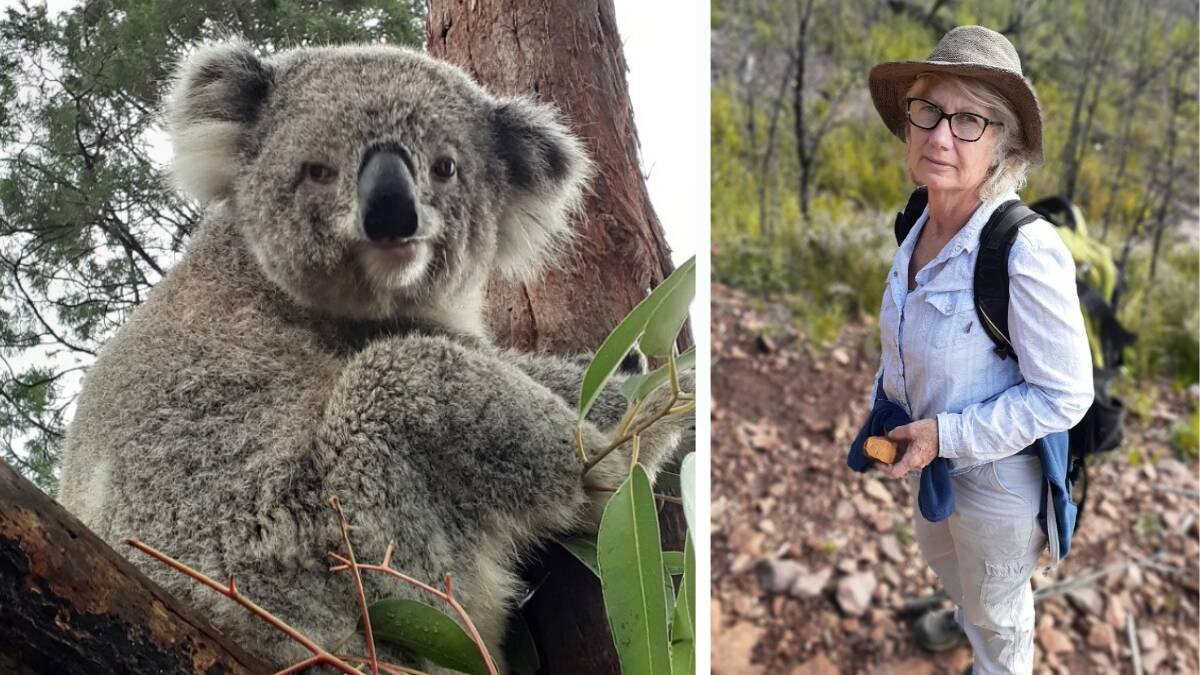 Koala carer Sue Brookhouse (right) with koala Miss Piggy who was only five kilograms when she came into Ms Brookhouse's care in 2019, after being found by a truck driver on a road 25 kilometres south of Coonabarabran. Pictures supplied