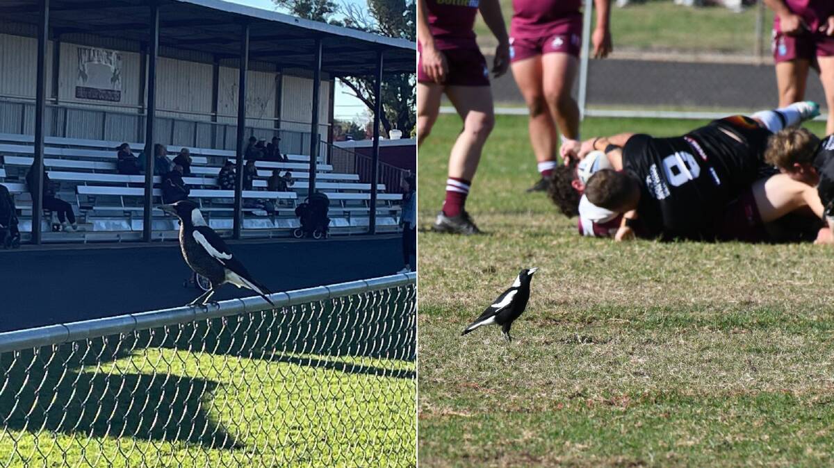 A magpie was a spectator making itself comfortable at Wellington on Sunday. Pictures by Nick Guthrie