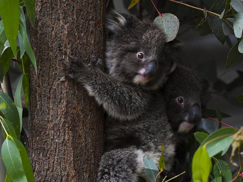 Southeast Queensland's koalas are threatened by the housing crisis and a forecast population boom. (Lukas Coch/AAP PHOTOS)
